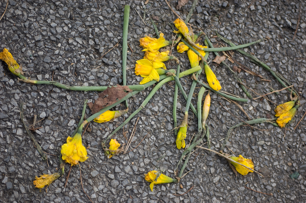 Smash Talks: Flowers for Others